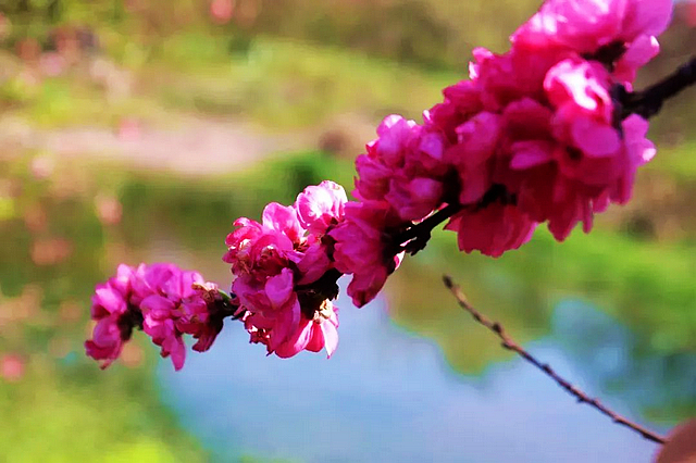 春日郊游丨周末怎么玩?看看泸州这些地方(图13) nEO_IMG_13.jpg