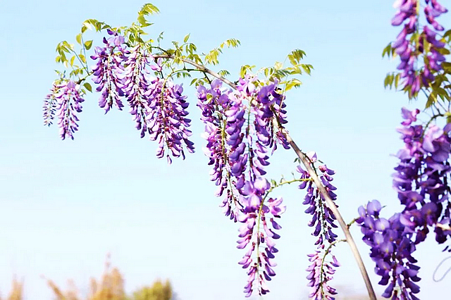 春日郊游丨周末怎么玩?看看泸州这些地方(图14) nEO_IMG_14.jpg