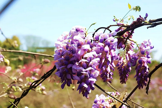 春日郊游丨周末怎么玩?看看泸州这些地方(图15) nEO_IMG_15.jpg