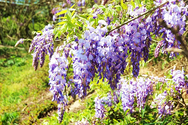 春日郊游丨周末怎么玩?看看泸州这些地方(图16) nEO_IMG_16.jpg