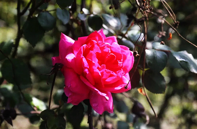 春日郊游丨周末怎么玩?看看泸州这些地方(图17) nEO_IMG_17.jpg