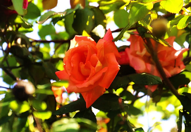 春日郊游丨周末怎么玩?看看泸州这些地方(图18) nEO_IMG_18.jpg