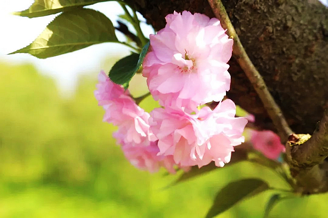 春日郊游丨周末怎么玩?看看泸州这些地方(图21) nEO_IMG_21.jpg