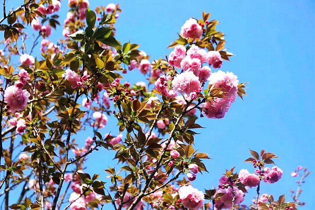 春日郊游丨周末怎么玩?看看泸州这些地方(图19) nEO_IMG_19.jpg