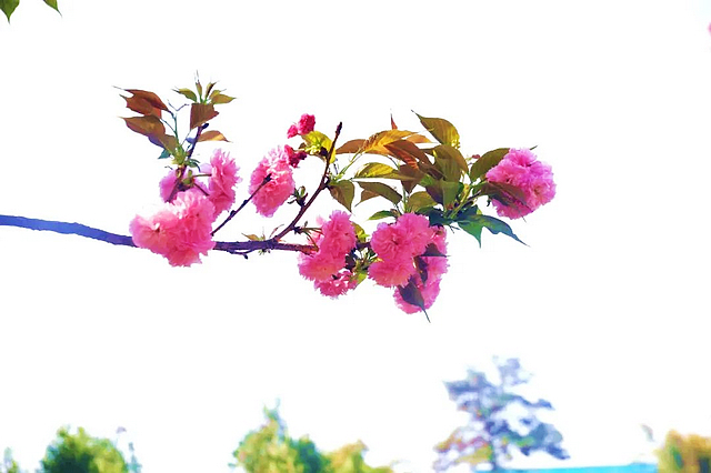 春日郊游丨周末怎么玩?看看泸州这些地方(图20) nEO_IMG_20.jpg