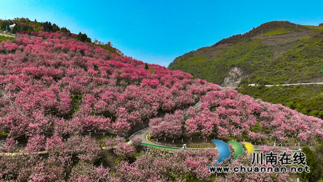 古蔺:樱花漫漫映金兰 神龟谷中春意绵 神龟花谷首届樱花观赏节开幕(图1) 1.jpg