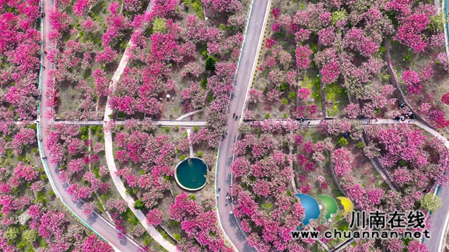 古蔺:樱花漫漫映金兰 神龟谷中春意绵 神龟花谷首届樱花观赏节开幕(图2) 2.jpg