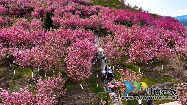 古蔺:樱花漫漫映金兰 神龟谷中春意绵 神龟花谷首届樱花观赏节开幕(图3) 3.jpg