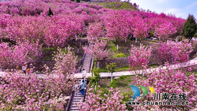 古蔺:樱花漫漫映金兰 神龟谷中春意绵 神龟花谷首届樱花观赏节开幕(图4) 4.jpg