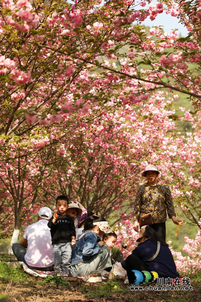 古蔺:樱花漫漫映金兰 神龟谷中春意绵 神龟花谷首届樱花观赏节开幕(图8) 8.jpg