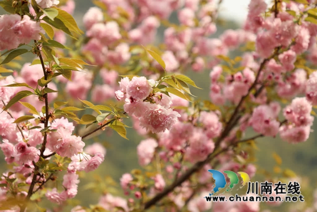 古蔺:樱花漫漫映金兰 神龟谷中春意绵 神龟花谷首届樱花观赏节开幕(图9) 9.jpg