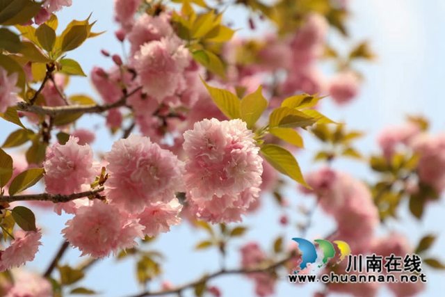 古蔺:樱花漫漫映金兰 神龟谷中春意绵 神龟花谷首届樱花观赏节开幕(图10) 10.jpg