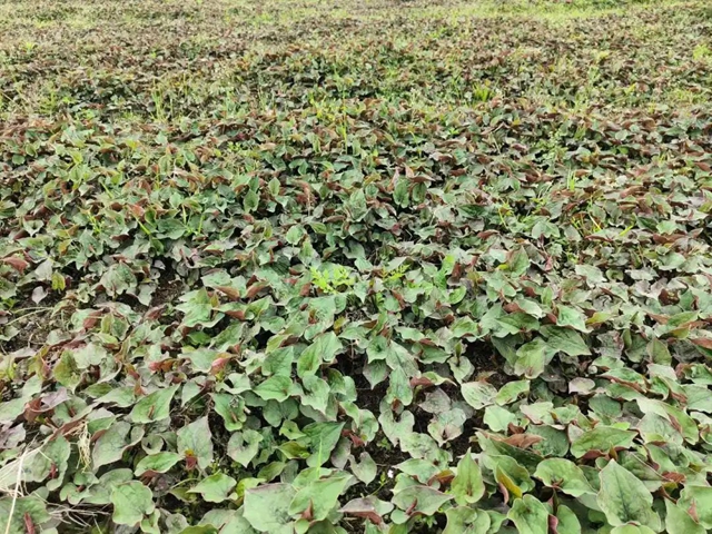 年产值超130万元！宜宾这个村种折耳根挣钱了！