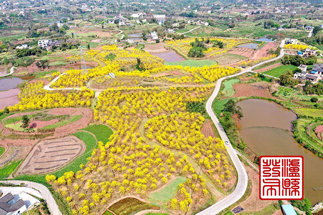 泸县这里的黄花风铃木“金”艳绽放,美如童话!(图1) 1.jpg