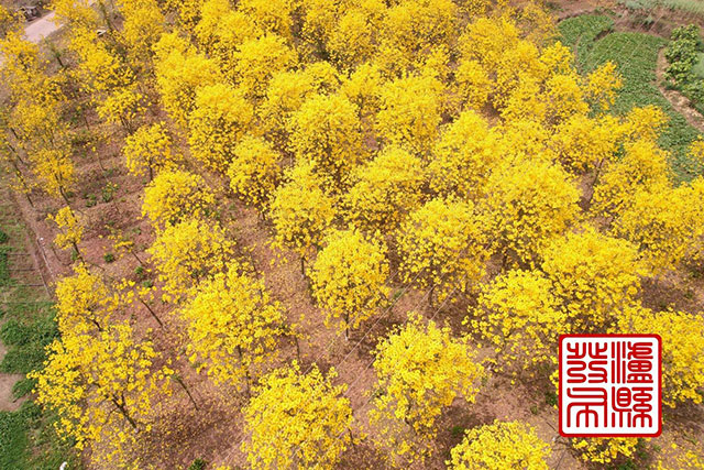 泸县这里的黄花风铃木“金”艳绽放,美如童话!(图2) 2.jpg