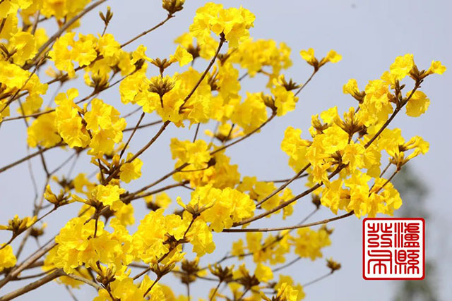 泸县这里的黄花风铃木“金”艳绽放,美如童话!(图4) 4.jpg