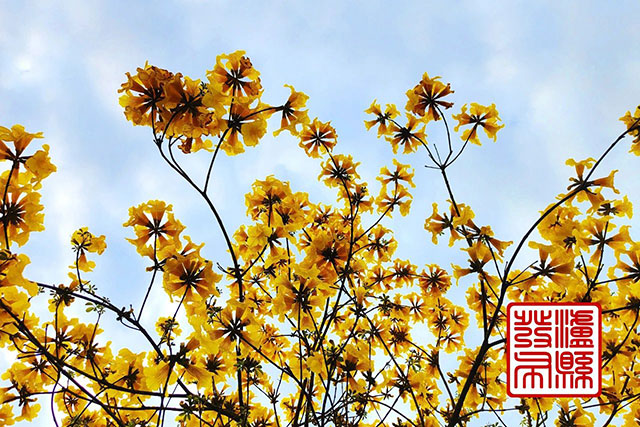 泸县这里的黄花风铃木“金”艳绽放,美如童话!(图3) 3.jpg