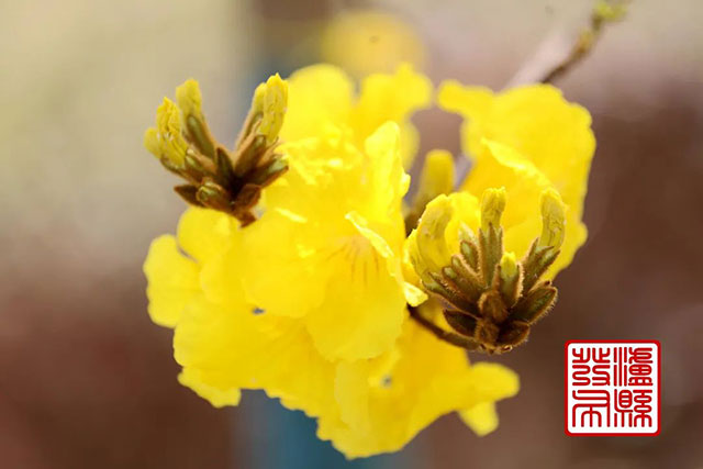 泸县这里的黄花风铃木“金”艳绽放,美如童话!(图5) 5.jpg