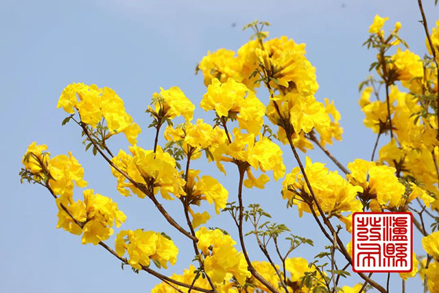泸县这里的黄花风铃木“金”艳绽放,美如童话!(图7) 7.jpg