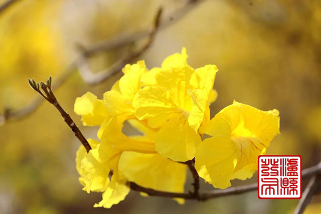 泸县这里的黄花风铃木“金”艳绽放,美如童话!(图6) 6.jpg