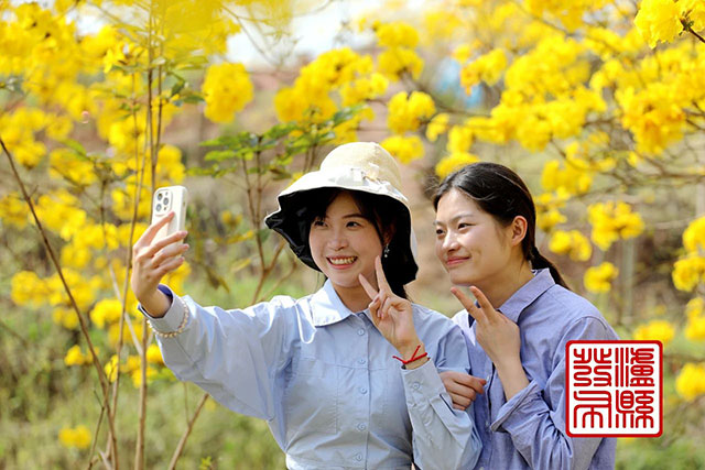 泸县这里的黄花风铃木“金”艳绽放,美如童话!(图8) 8.jpg