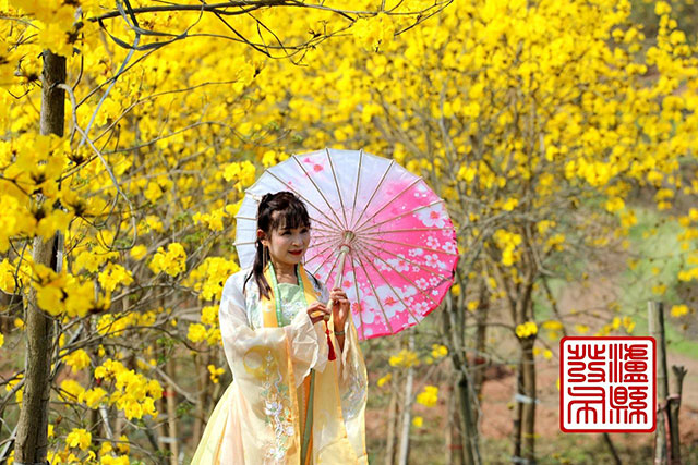 泸县这里的黄花风铃木“金”艳绽放,美如童话!(图9) 9.jpg