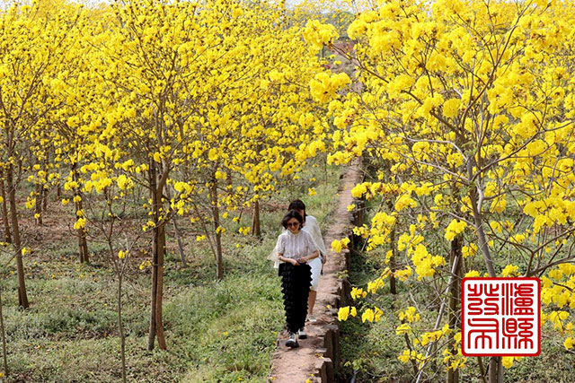 泸县这里的黄花风铃木“金”艳绽放,美如童话!(图10) 10.jpg