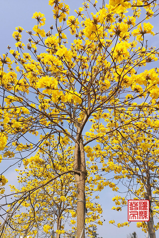 泸县这里的黄花风铃木“金”艳绽放,美如童话!(图12) 12.jpg
