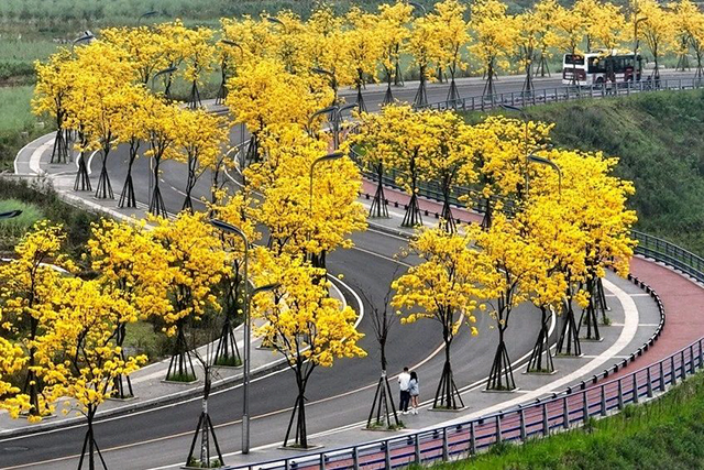 酒城“金”喜|坐公交打卡春日限定黄花风铃木啦!(图1) 1.jpg