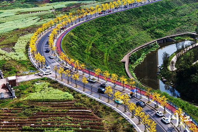 酒城“金”喜|坐公交打卡春日限定黄花风铃木啦!(图2) 2.jpg