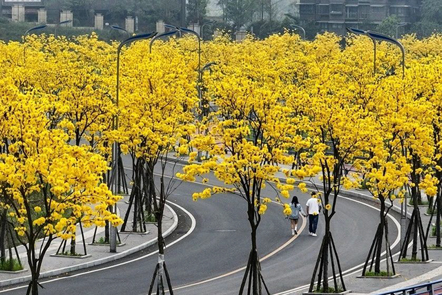 酒城“金”喜|坐公交打卡春日限定黄花风铃木啦!(图3) 3.jpg