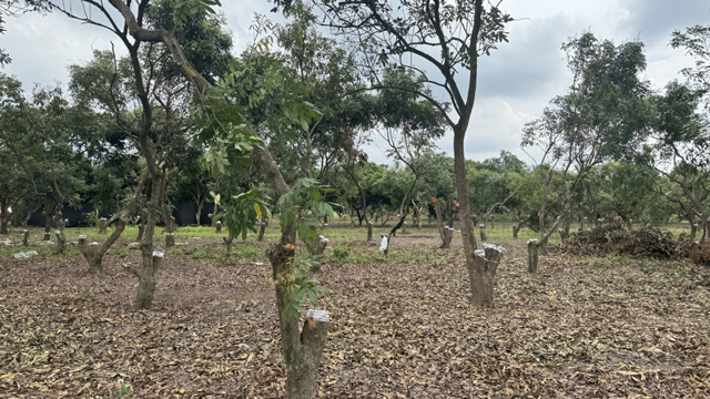 泸州推进龙眼良种高换:如何实现从“高挂”到“高价”?(图2) 2.jpg