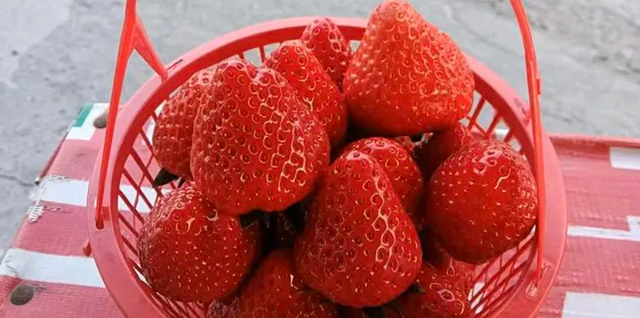 水果采摘 泸州公交出行攻略来咯!(图3) 3.jpg