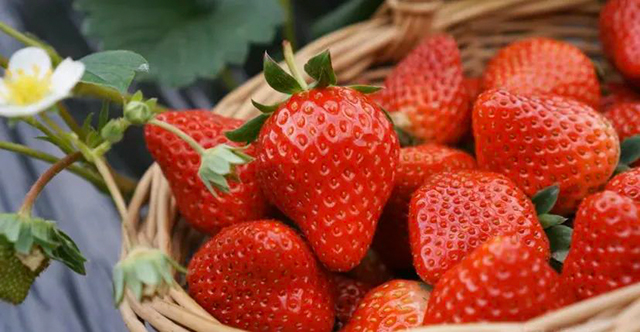 水果采摘 泸州公交出行攻略来咯!(图4) 4.jpg