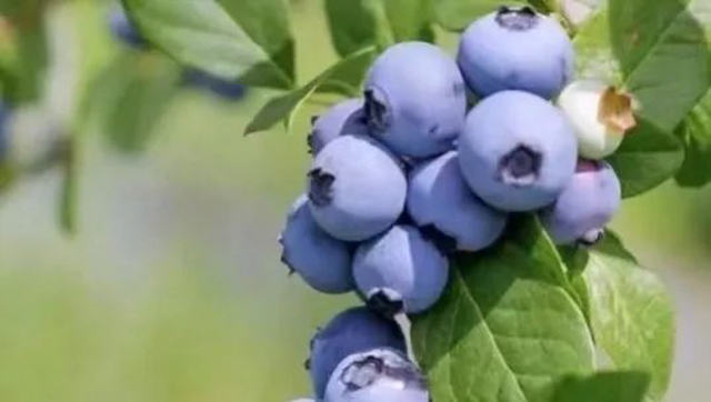 水果采摘 泸州公交出行攻略来咯!(图6) 6.jpg