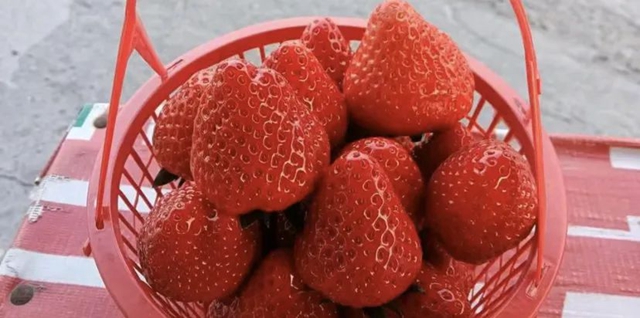 水果采摘公交出行攻略来咯!(图3) 微信图片_20240407105901.jpg