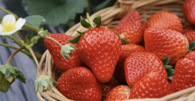 水果采摘公交出行攻略来咯!(图4) 微信图片_20240407105906.jpg