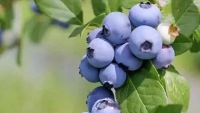 水果采摘公交出行攻略来咯!(图6) 微信图片_20240407105914.jpg