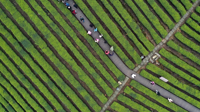 看!纳溪摄影人镜头里的春天(图1) e6d17fcc1efb4c2389dd4afd28fcb766_b.jpg