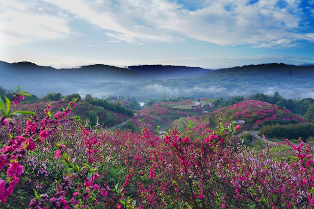 看!纳溪摄影人镜头里的春天(图7) ff0a313b93e64ddfa27f5ca7a5d1ff3e_b.jpg