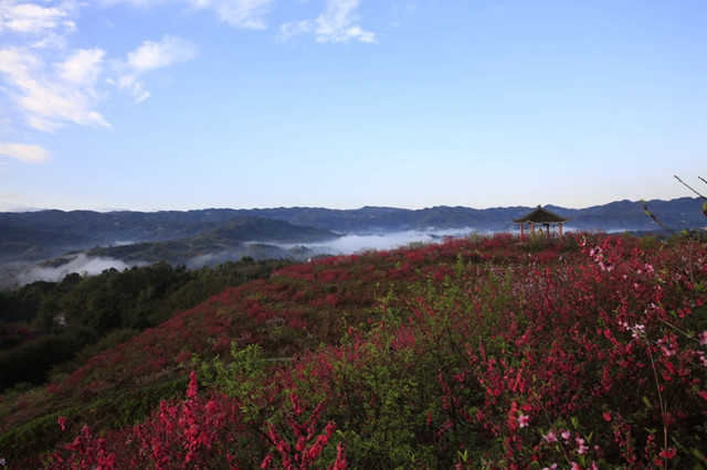 看!纳溪摄影人镜头里的春天(图12) 033bb466cc4c4c68b6d911db0d0a22a4_b.jpg