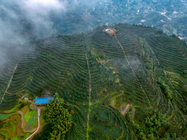 看!纳溪摄影人镜头里的春天(图24) 56da9bc1c85c4e29b34d67d47b05c46e_b.jpg