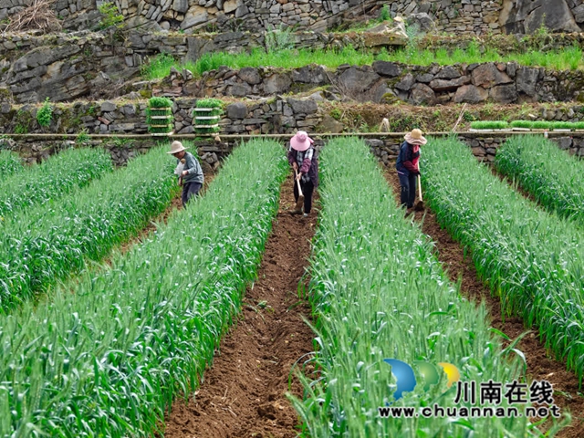 古蔺:土壤改良与高效轮作共绘丰收图(图5) 5.jpg
