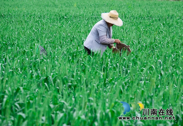 古蔺:土壤改良与高效轮作共绘丰收图(图6) 6.jpg