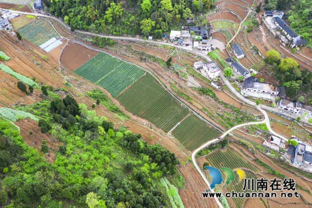 古蔺:土壤改良与高效轮作共绘丰收图(图1) 1.jpg