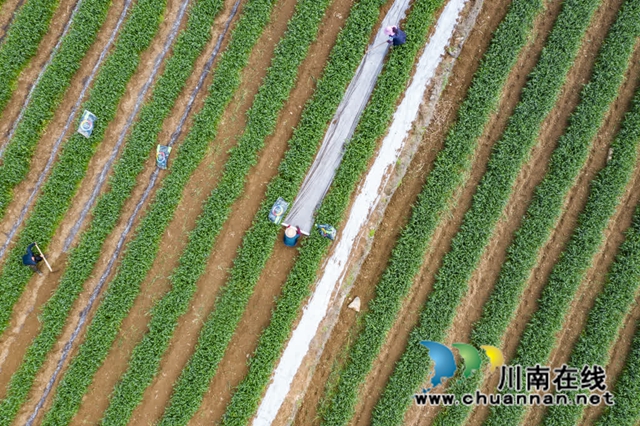 古蔺:土壤改良与高效轮作共绘丰收图(图4) 4.jpg