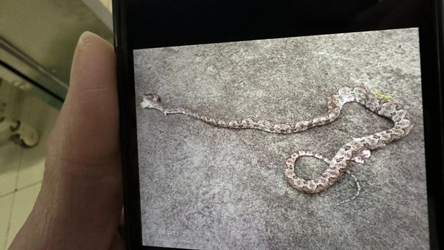 【围观】又两例，泸州男子被蛇爆头……