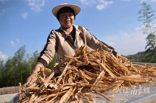 炒肉安逸得很！内江“小竹海”的笋子丰收喽