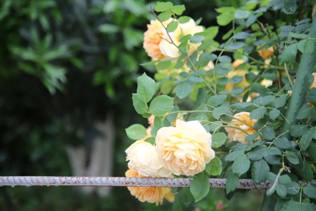 超美!蔷薇、月季花上线,快去打卡酒城浪漫吧(图2) 2.jpg