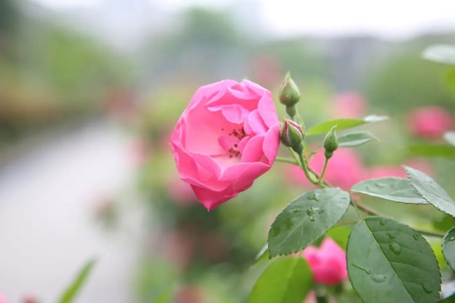 超美!蔷薇、月季花上线,快去打卡酒城浪漫吧(图1) 1.jpg